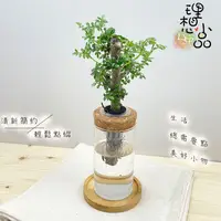 在飛比找蝦皮購物優惠-【理想小品】胡椒木【現貨】水耕盆栽 玻璃圓柱瓶 無土種植 簡