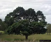 Buy Rusty Fig Trees in Australia (Ficus rubiginosa)
