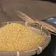 【淳歆】泰國糯小米/Millet 600g (超取限重5㎏)