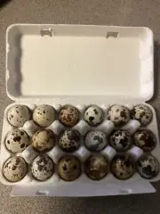 Fertile Coturnix Quail Eggs X18