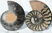 Large Black Ammonite Pair 198mm Deep Crystals XL 7.8" 110myo Dino Fossil n2659ss