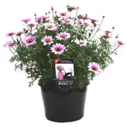 180mm Grandaisy Pink Halo - Intergeneric hybrid Argyranthemum