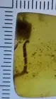 Clear Millipede Insect Fossil Inclusion, In Genuine Burmite Amber, 98MYO