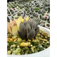 在飛比找蝦皮購物優惠-Haworthia  ハオルチア  百合科 一物一拍 ｜胭脂