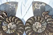 Large Black Ammonite Pair Great Crystals 7.3" 110myo XXL Fossil 185mm 3039ys
