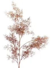 Brown Caramel Deciduous Winter Brush Christmas Pine Stem - 1m