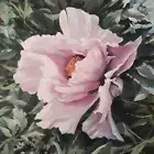 Pink Peony Painting Original Floral Lush Botanical Garden Flower Art