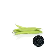 Bean Climbing Delgado Black Mexican - Seed Packet - Organic Seeds - Spring - Summer