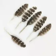 8-11CM/3-4 Inches Super Quality Long And Wide 2 CM Pheasant Feathers