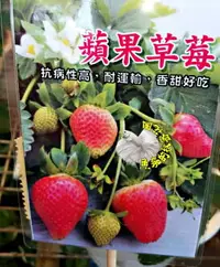 在飛比找樂天市場購物網優惠-[蘋果草莓盆栽 抗病性佳草莓苗 耐運輸] 2寸盆 新品種草莓