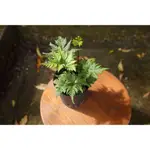 黑心蕨 DORYOPTERIS CONCOLOR｜蕨類 觀葉植物 耐陰植物 室內植物