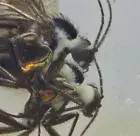 Two Sciaridae (Fungus Gnat), Fossil insect inclusion in Baltic Amber