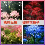 🔥【台灣彼岸花種子】曼珠沙華花 庭院盆栽 石蒜花 種子