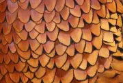 1000 Pcs. BULK Pheasant Rooster Body Feathers. Art, Crafts, Jewelry, Fly Tying.