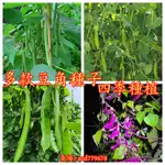 🌺【多款豆角種子大全】 毛豆 四稜豆 豌豆 豆 長豇豆 花豹豆 無架四季豆 有架四季豆 刀豆 四季播種豆角