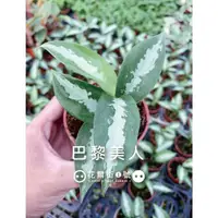 在飛比找蝦皮購物優惠-【花無缺❶號】觀葉植物 ⚇巴黎美人粗肋草⚉ 3吋盆