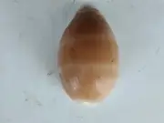 #0089 Cypraeidae Leviathan Lyncina Pouteti, 44.7mm sea snail shell