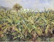 ARTICULOZY Giclee Print Rolled - Renoir - Field of Banana Trees - 30x40 Inch Canvas Wall Decor Art Print