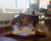 Wine Barrel Cat Scratcher - Termagant - Made from retired California wine barrel