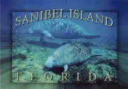 Sanibel Island Manatee Postcard 4"x6" Florida
