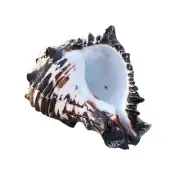 Ocean Conch Large Natural Sea Shells for DIY Seashell Collectors