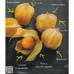 【大包裝蔬菜種子B275】黃燈籠果（黃金莓）~~口感酸酸甜甜的非常討喜，直接食用或做甜點及果汁