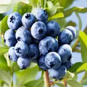 Hardy variety*Giant Delicious Blueberry*60-Finest Seeds*Best For Jam & Conserve