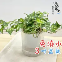 在飛比找蝦皮商城優惠-【小品文化】黃翠斑常春藤【現貨】3吋條紋圓免澆水盆栽 室內植