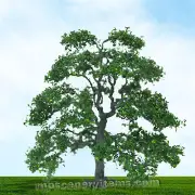 MP SCENERY Live Oak Z N HO O Scale Architectural Model Trees Railroad Layouts