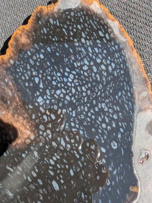 Blue Agate Dots * Petrified Palm Wood * Slab