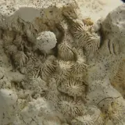 CORAL FOSSIL - Upper Jurassic - Wierzbica quarry- POLAND 1G87