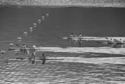 Sven-Olov Sjodelius & Gunnar Utterberg#19 Sweden lead Erik Kalu- 1964 Old Photo