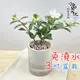 【小品文化】白絹梅【現貨】3吋條紋圓免澆水盆栽 室內植物 室內盆栽 懶人盆栽 水培植物 水培盆栽 室內盆栽 開花植物