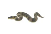 Toy Snake, Puff Adder, Rubber, Realistic Figure, Model, Gift, 5" CH526 BB158