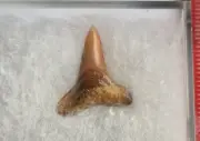 Fossil Lemon Shark Tooth -Florida -1.5cm - UNIQUE ORANGE COLOURATION