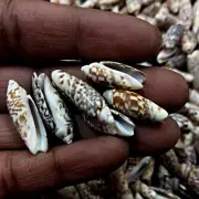 Small Gibbosa Olive Shells For Crafts Art Decor Natural Sea Shell approx.120 pcs