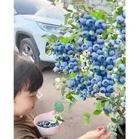 在飛比找蝦皮購物優惠-【藍莓種子】 藍莓種子 樹莓種子 四季種植盆栽地栽 易種植