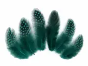 1/4 lb. Peacock Blue Guinea Hen Polka Dot Feathers Wholesale Halloween Supply