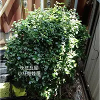 在飛比找蝦皮購物優惠-小紅瓦屋.福建茶根頭一棵30元(植物盆栽造景)