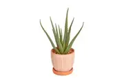 Cooper & Co. 40cm Decorative Artificial Aloe Vera Plant In Orange Ceramic Pot