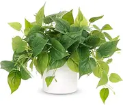 JPSOR Faux Plants Indoor with Ceramic Pots, Artificial Small Fake Plants with Pothos for Home Decor Fake Potted Plant for Living Room Shelf Home Office Decor（White Ceramic Pot）