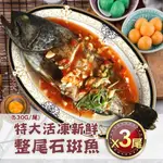 【築地一番鮮】 特大活凍新鮮整尾石斑魚3尾(530G/尾)