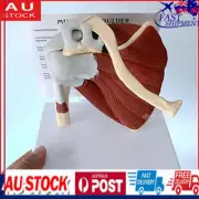 Life Size Human Shoulder Joint Model Skeleton Model Human Anatomy Model._ㆁ