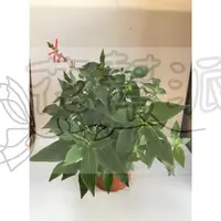 在飛比找蝦皮購物優惠-花幫派_香草水果苗—鳳梨鼠尾草(紅花 綠葉)--別名洋蘇草~