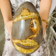 9.35LB Natural Dragon Septarian Geodetic Survey Quartz Crystal Egg Healing4250