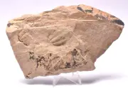 TRILOBITE FOSSIL, HSUASPIS BILOBATA, CAMBRIAN, KANGAROO ISLAND, AUSTRALIA F05