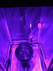 Hydroponic System LED Combo - Complete Grow System - 4 Site DWC Hydroponic Kit