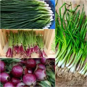 Onion (Spring) Seeds - Assorted 4 Packs