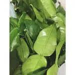 FRESH DUAN JERUK SEGER 20G 新鮮馬蜂橙葉子 醜檸檬 泰國料理必備