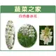 【蔬菜之家】H06.魯冰花(旺花白色)種子10克(約25顆) 種子 園藝 園藝用品 園藝資材 園藝盆栽 園藝裝飾